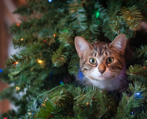 kat in kerstboom